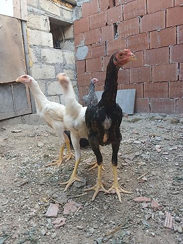 alman spitz: Toyuq cücələri, Damazlıq — 2