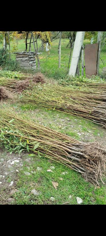 Tinglər: Məhsul: Şaftalı və nektarin tingləri, həmçinin məhsul nümunələri - — 7