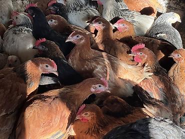 Cücələr: ŞƏKİ DAXİLİNDƏ çatdırılma mümkündür Yetişmiş heyvanlardır. Çəkisi — 9