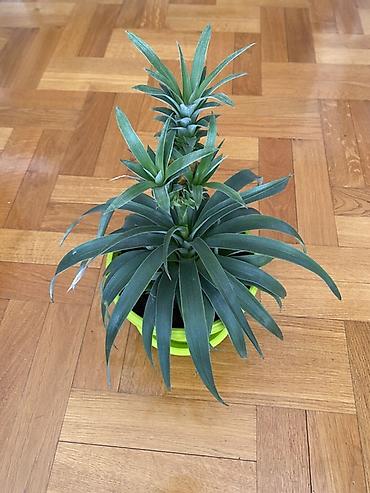 plasticne kucice: Ukrasni ananas u saksiji (Ananas comosus var. ‘Corona’/ornamental) - — 4