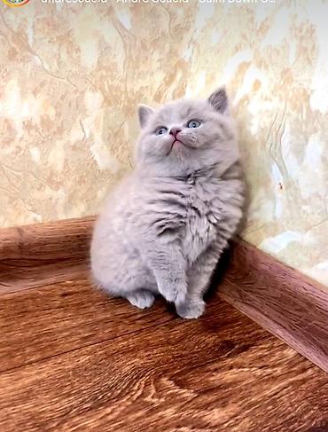 Pişiklər: Britan — 2