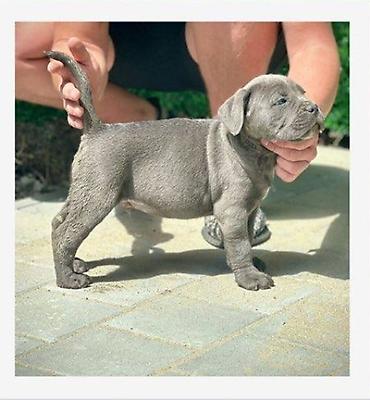 Psi: Cane Corso štenci Štenci Kane Korso stari 2 meseca na prodaju. U — 11