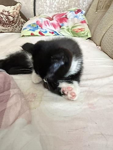 Отдам даром кошку: ОТДАМ ДАРОМ домашних котят мальчик и девочка. Один котенок вислоухой — 14