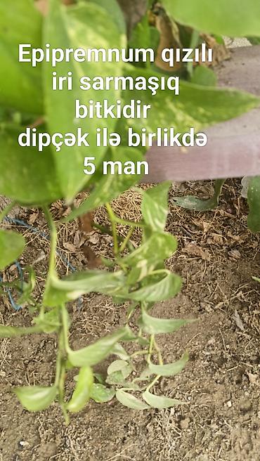 otaq gulu: Epipremnum qızılı (Golden Pothos) – iri sarmaşıq otaq bitkisi. Uzanan — 1