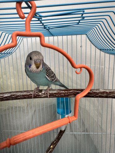 Птицы: Продаю волнистого попугая с клеткой и всем содержимым