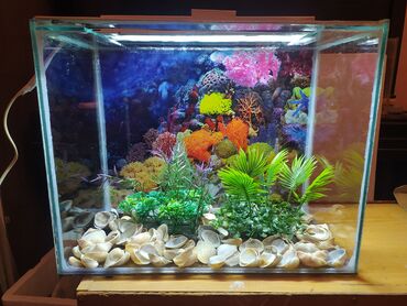 Akvariumlar: Akvarium balıqları aksesuarlar yem tor işıq — 1