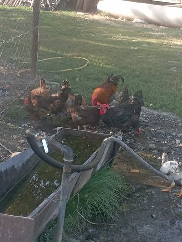 Куры, петухи: Продаю | Куры | Для разведения — 2
