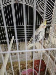 Balıq qulağı: Erkek korelladı arada danşır cico çiko vs sözler diyir qefesle birge