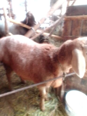 Козы, козлы: Продаю | Козлёнок | Для разведения — 13