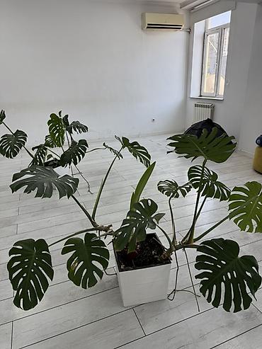Монстера деликатесная (Monstera deliciosa) в декоративном кашпо - at lalafo.kg Монстера деликатесная (Monstera deliciosa) в декоративном кашпо -