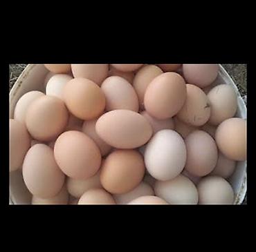 sud ceni: Brahma cinsinə aid toyuq yumurtaları - Cins: Brahma (ayaqları tüklü — 2
