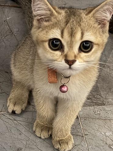 Qızıl şinşilla, Dişi, Yaxşı əllərə, Ödənişli çatdırılma lalafo.az -da Qızıl şinşilla, Dişi, Yaxşı əllərə, Ödənişli çatdırılma
