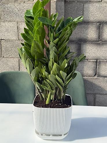 Замиокулькас (ZZ-plant) в горшке - Кустовой замиокулькас с плотными
