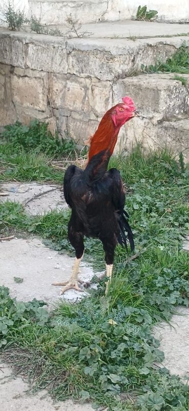 Xoruzlar: Xoruz, Heyratı, il: <1, Ödənişli çatdırılma — 11