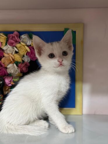 показы 1 354 72 договорная кошка даром британская короткошёрстная 1 год мальчик метис 2 позвонить написать: Породасыз, 1 айлык, Ургаачы, Ак, Курттардан тазаланган