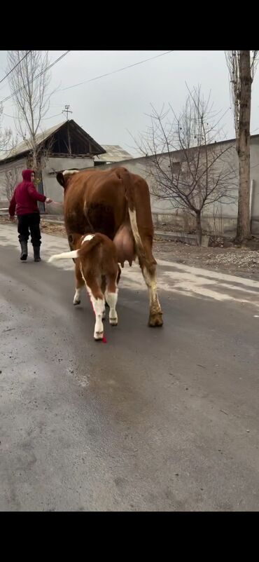Inəklər, öküzlər: Satılır: inək bala ilə - Cins: qırmızı-ağ rəngdə, ətlik-südlük tip — 7