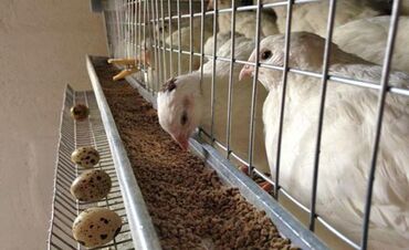 продаю музоо торпок корова самка бык самец айрширская ангус алатауская на забой для разведения на откорм племенные нетель привязанные: Продаю перепелок несушки, возраст 65 дня! В день собираются от 30 яиц