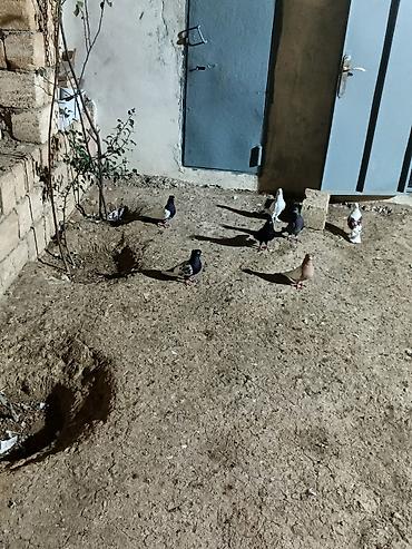 quşlar göyərçin: 7 dənə qiymət 150 manat — 3