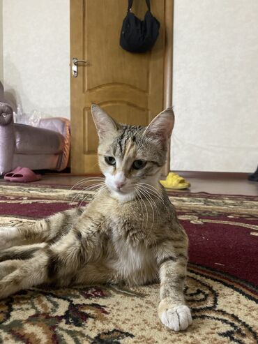 Отдам даром кошку: Кошка даром: Бенгальская, 11 месяцев, Девочка, Метис