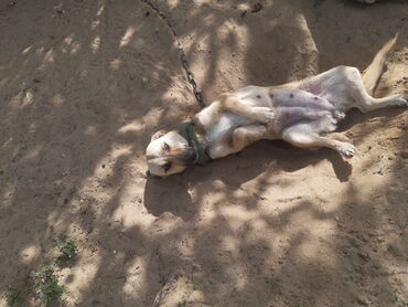 İtlər: KÖÇÜRÜK DEYƏ ÖZ İTLƏRİMDİ ETİBARLİ ƏLLƏRƏ VERİLİR SİYƏZƏNDƏN — 15