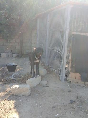 it ucun manej: Çoban iti qafqaz2si 300m peyvəndi vurulub 1yasinda 2side — 1