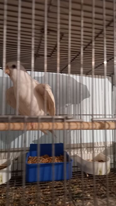ineklerin satisi: Korella albinos damazliq heyvanlardi tergizrem deye satiram hazir bala