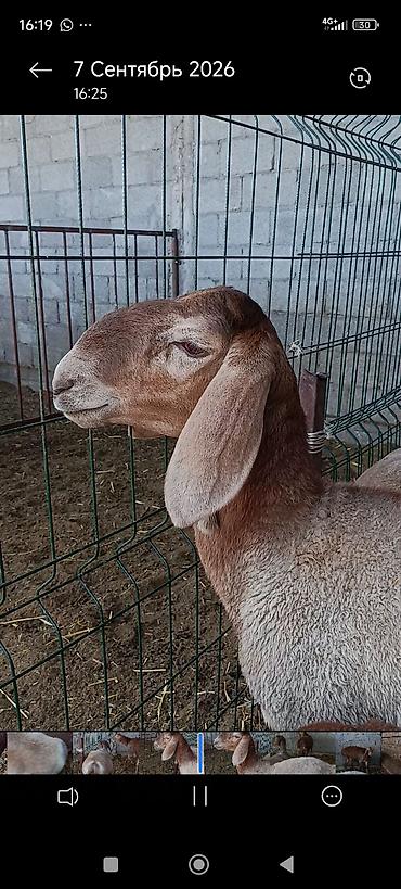 бенгалская кошка даром: Продаю | Овца (самка) | Арашан | Для разведения | Племенные — 2