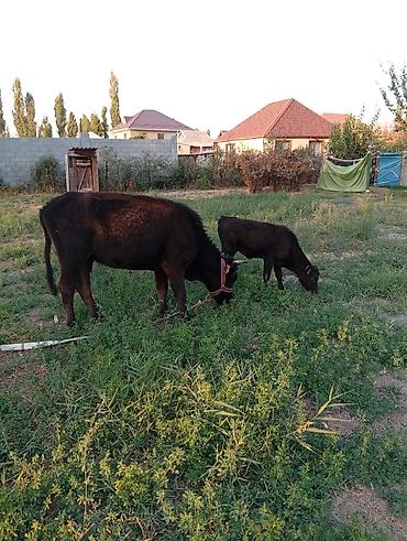 кормилак для телят: Продаю | Корова (самка) | Для молока | Привязанные — 4