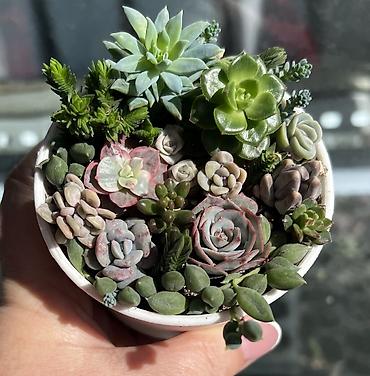 Другой декор и предметы интерьера: Продаю суккуленты: эхеверии, седумы, крассулы, эониумы алоэ — 7