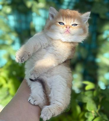 Pişiklər: Şotland — 6