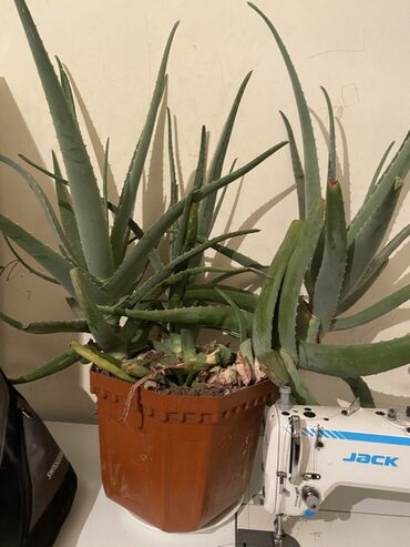 картошка семенной: Алоэ (вероятно Aloe vera) в большом пластиковом горшке. - Куст