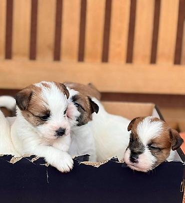 beba rotvajler: Oštrodlaki Džek Rasel terijer (Jack Russell Terrier) štenci — 9