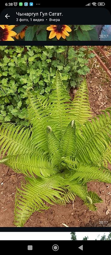 суп: Комнатные и садовые растения (на фото): - Сансевиерия (Sansevieria — 1