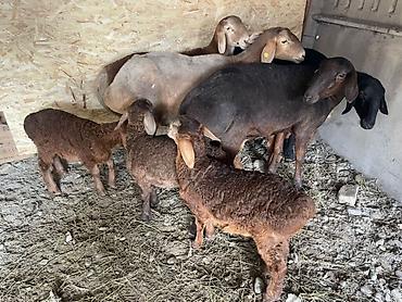 Баран, овца: Продаю | Овца (самка) | Арашан, Гиссарская | Для разведения | Матка, Ягнившаяся — 16