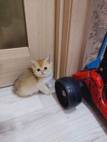 Pişiklər: Qızıl şinşilla, Erkək, Dişi, Yaxşı əllərə, Ünvandan götürmə — 19