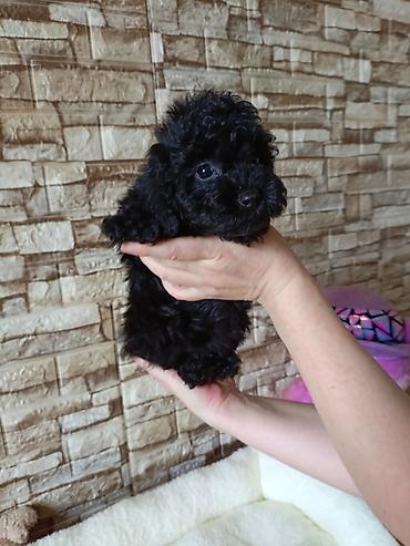 pudel ucuz: Pudel, 2 ay — 6
