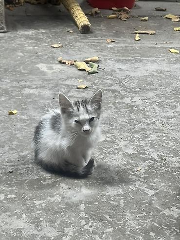 Животные: Котята, помёт из четырёх малышей. Описание: - Окрас: белый — 3