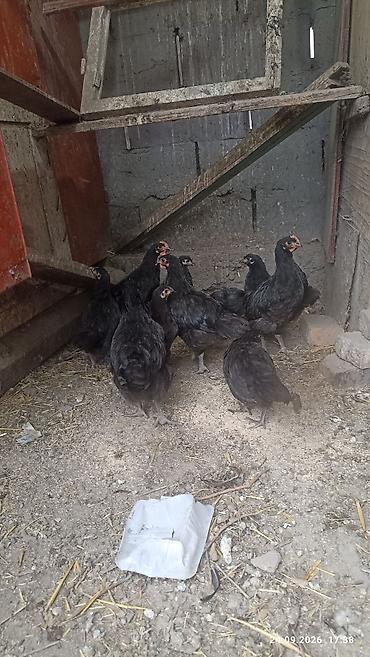 купить ара попугай: Продаю цыплят, джерси гигант . 9 штук. 3месяца . 4 петушка и 5 — 1