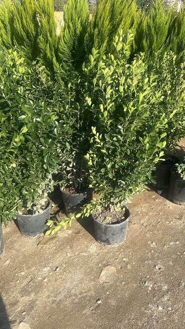 Torf: Bağçılıq və istixana üçün torf substratları və əkin kasseti — 27