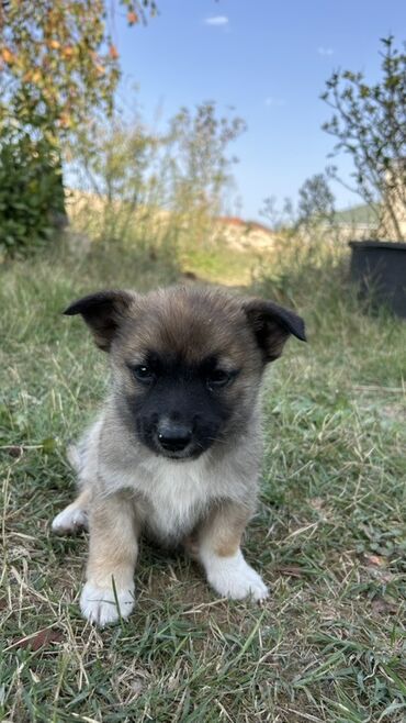 İtlər: 2 ay, Erkek — 2