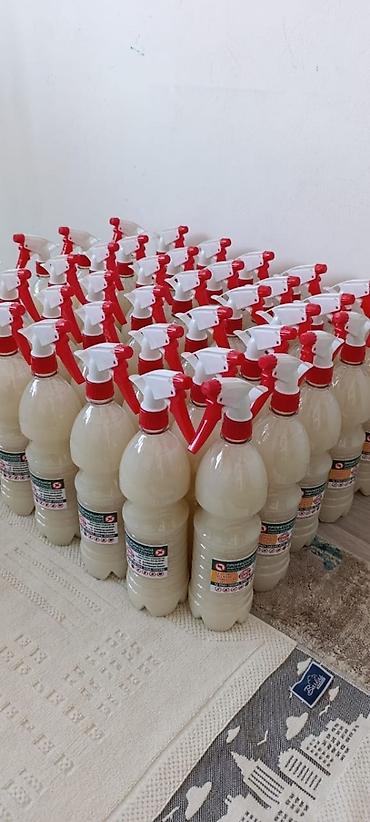 Дезинфекция, дезинсекция: Дезинфекция, дезинсекция, | Муравьи, Клопы, Блохи, | Офисы, Квартиры, Транспорт — 7