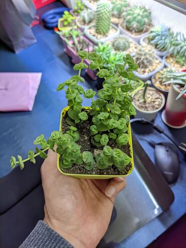 Otaq bitkiləri: Sukkulentlər. Sağlam və dözümlü bitkilərdi. Uzun müddət susuz qala — 24