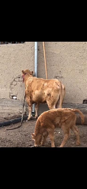 Inəklər, öküzlər: Satlıq heyvan – inək ilə buzov dəsti - Növ: inək və yanında erkək — 5