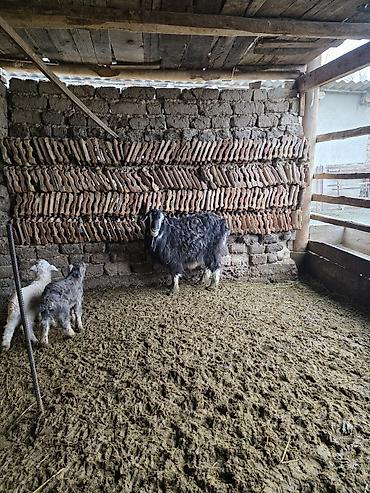 Козы, козлы: Продаю | Коза (самка) | Для разведения — 2