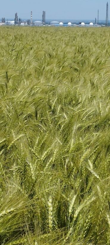 сколько стоит аренда земли сельхозназначения: Айыл чарба үчүн