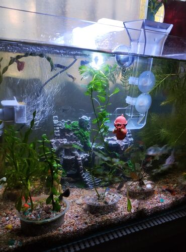 средство для роста бороды бишкек: Продаю аквариум полный комплект+ рыбки в комплект аквариума входит