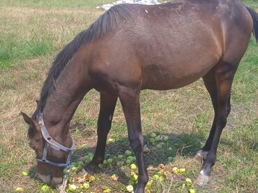 жылкы жаныбар: Продается лошадь 🐎