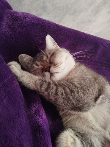 Pledlər: Rəng - Bənövşəyi Mikrofiber Pled -da lalafo.az — 4 Pledlər: Rəng - Bənövşəyi Mikrofiber Pled — 4