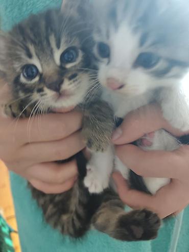 котята дарлм: Котята, 2 малыша из одного помёта: - Окрас: один тигровый табби с — 3