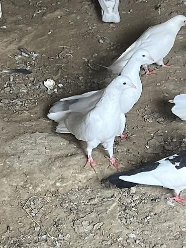 xaski balasi ucuz qiymete: Salam şekilde olan bütün heyvanlar satliq qiymetler ferqlidi hopdum — 4